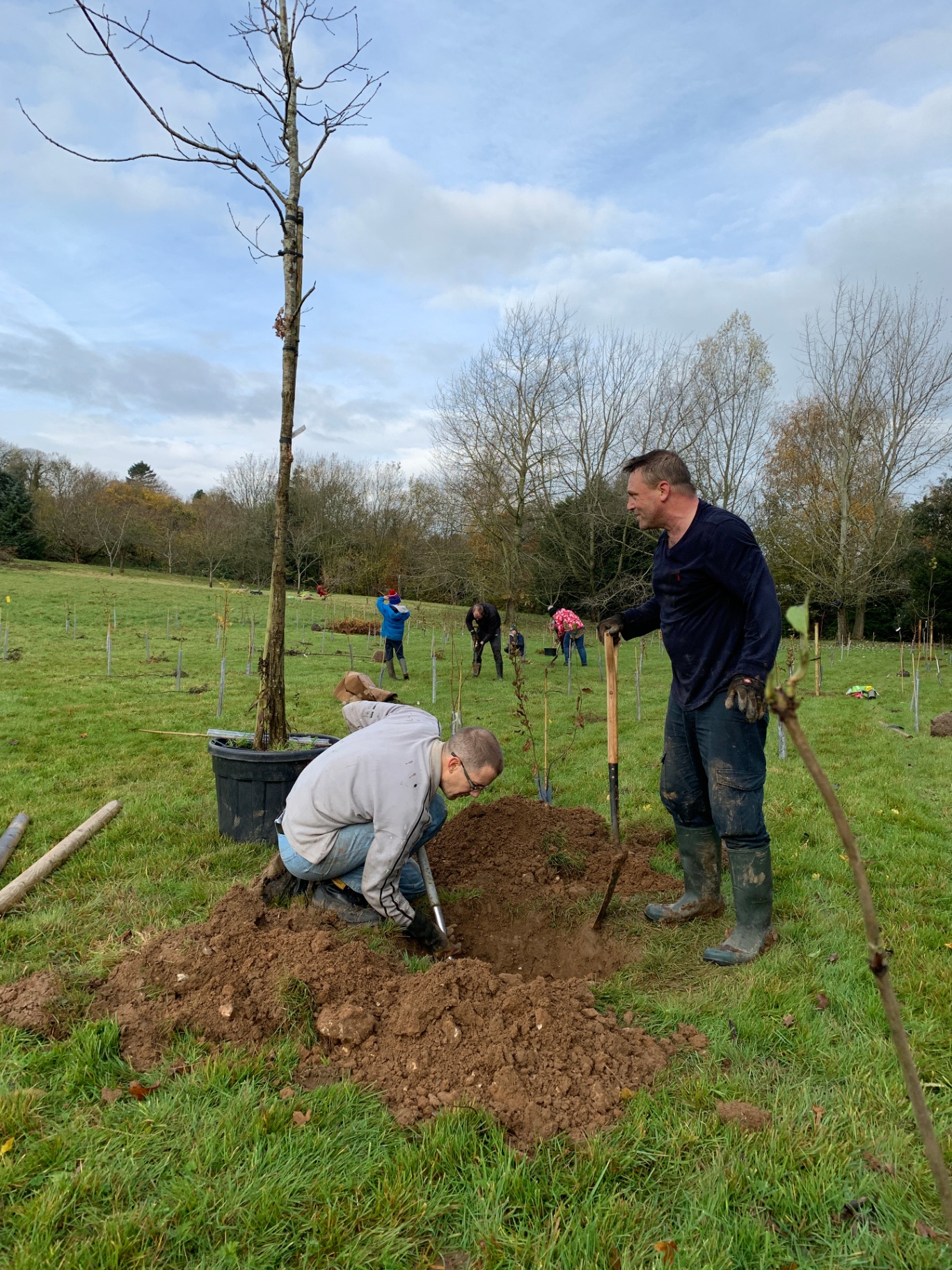 Two volunteers digging a planting hole in a young orchard, with others working in the background.