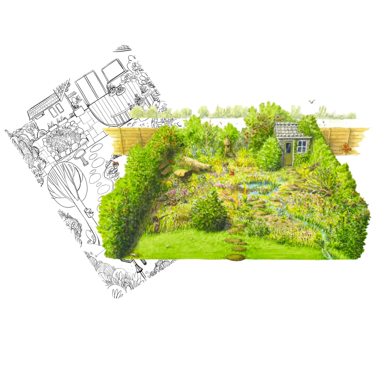 Illustrated plan of a small wild garden, half pencil sketch and half painted, showing pond, paths, hedges and a small garden building.